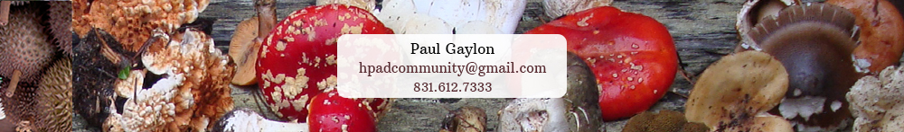 Paul's contact in website footer